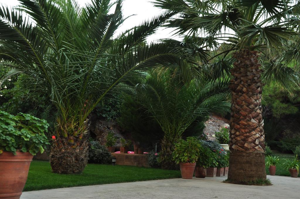 Palm Court Suites Аявали Екстериор снимка